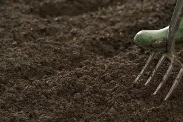 Лук Апрельский: бороздки
