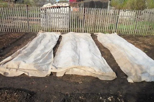 Лук Апрельский: накрыть посевы лука агроволокном