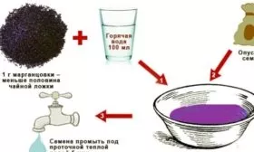 Лук Апрельский: обеззараживание семян