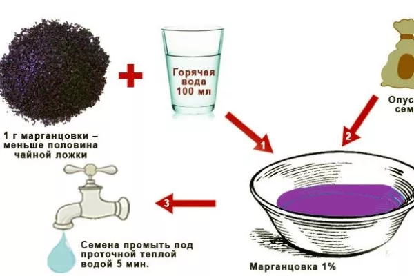 Лук Апрельский: обеззараживание семян