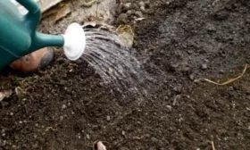 Лук Апрельский: полив посадок