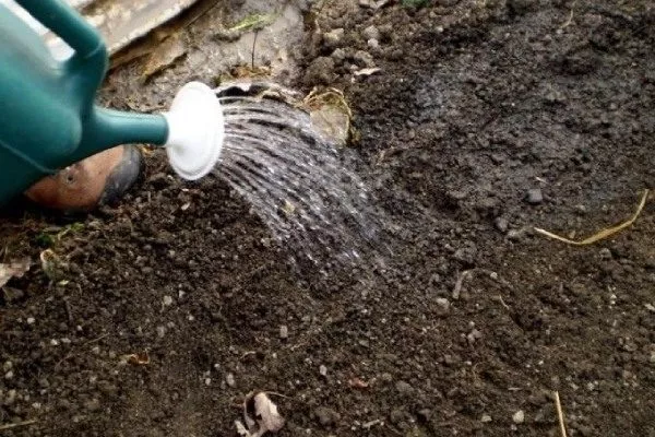 Лук Апрельский: полив посадок