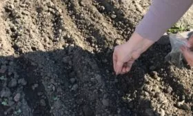 Лук Апрельский: посев семян лука в бороздки