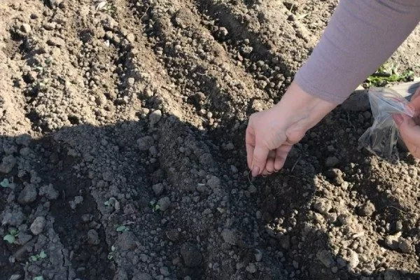 Лук Апрельский: посев семян лука в бороздки