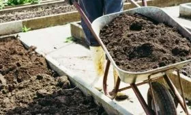 Лук Апрельский: внести компост при перекопке