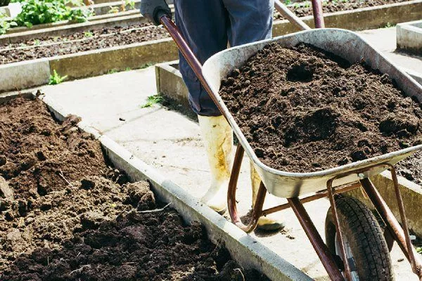 Лук Апрельский: внести компост при перекопке