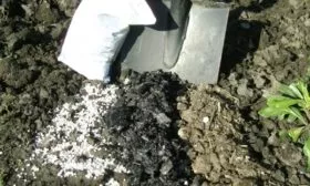 Лук Апрельский: внести суперфосфат при перекопке