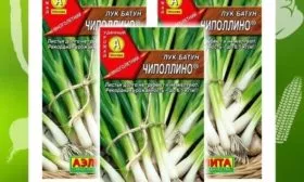 лук-батун чиполлино