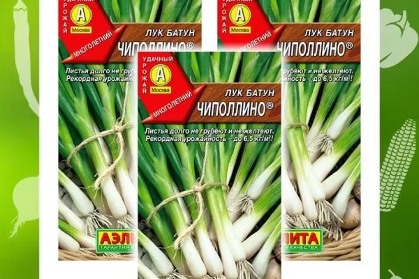 лук-батун чиполлино