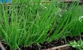 лук батун Лонг Токио