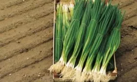 лук батун Параде