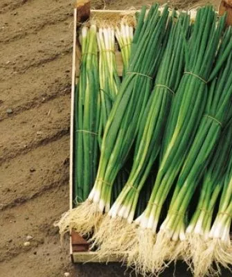 лук батун Параде