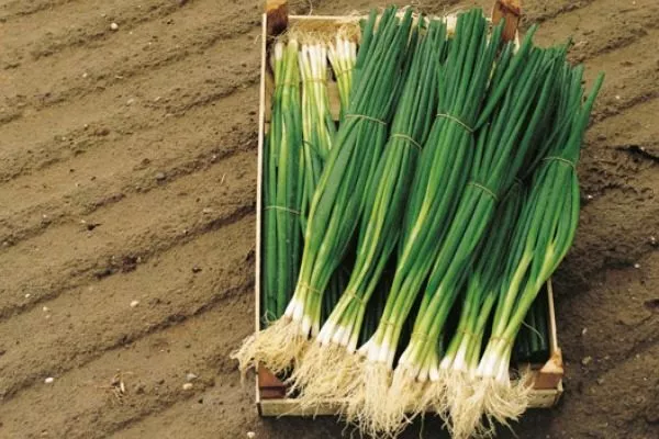 лук батун Параде