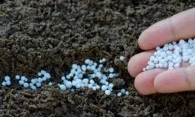 лук Джусай - Подготовка грунта с аммиачной селитрой