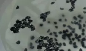 лук Джусай - Подготовка семян