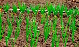 Лук Халцедон