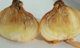 Лук Халцедон болезни