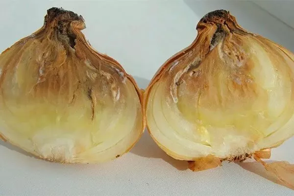 Лук Халцедон болезни