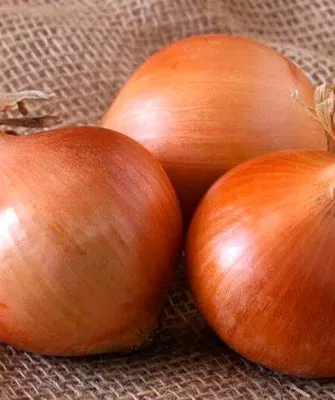 Лук Халцедон луковицы