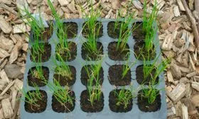 Лук Халцедон посев на рассаду