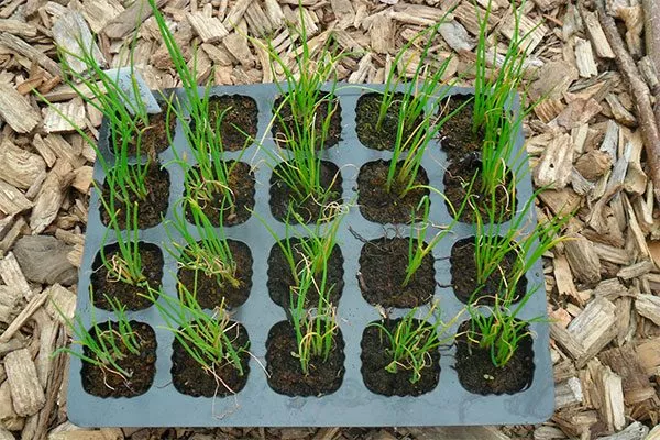 Лук Халцедон посев на рассаду