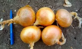 Лук Халцедон размеры