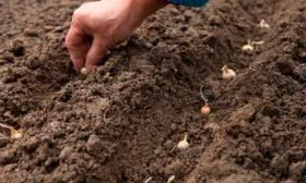 Лук Халцедон севок высадка