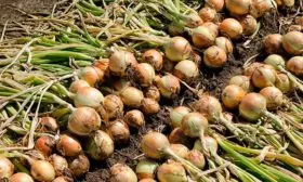 Лук Халцедон уборка