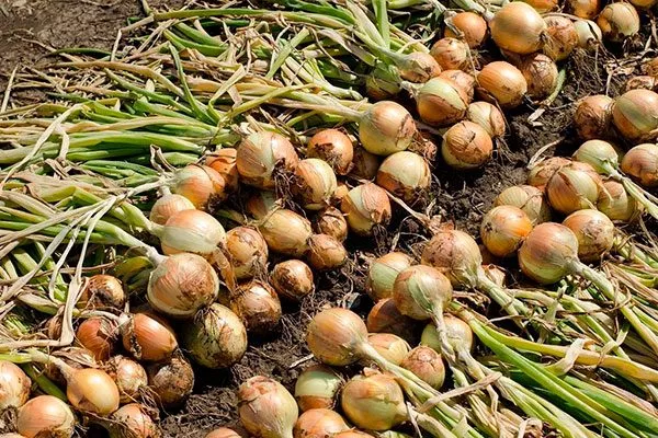 Лук Халцедон уборка