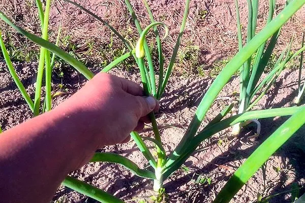 Лук Халцедон удаление стрелок