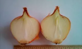 Лук Халцедон в разрезе