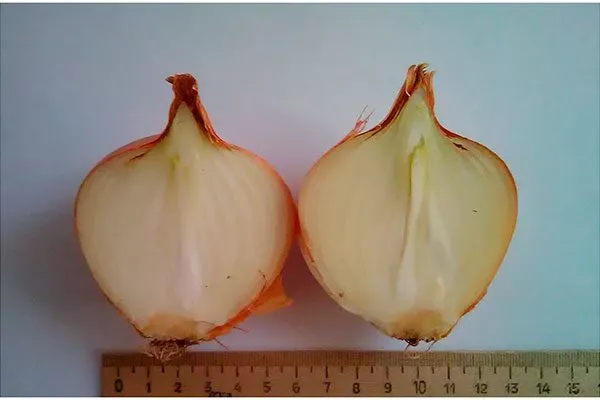 Лук Халцедон в разрезе