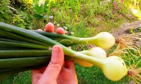 Лук Халцедон вид