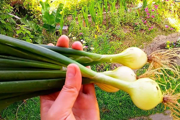 Лук Халцедон вид