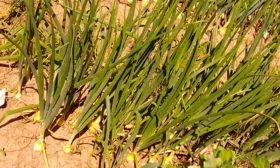 Лук Халцедон зелень