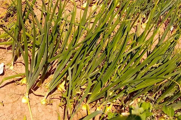 Лук Халцедон зелень