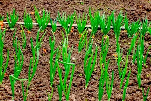 Лук Халцедон