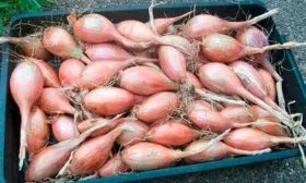 лук Монастырский