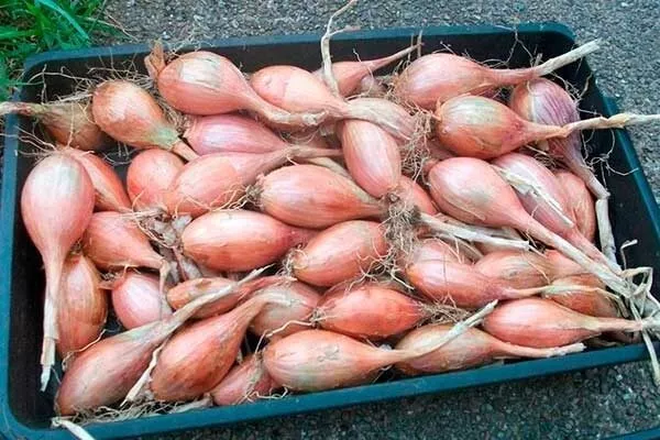 лук Монастырский