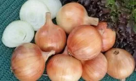 лук Русский размер