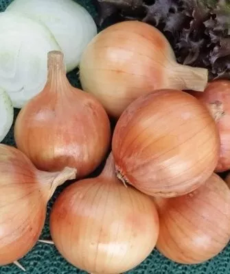 лук Русский размер