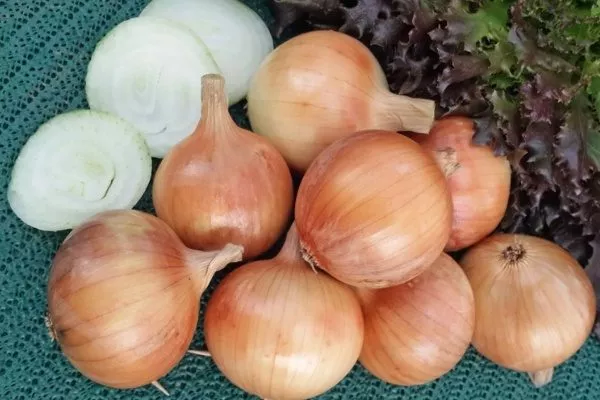 лук Русский размер