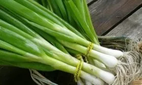 лук Шашлычный