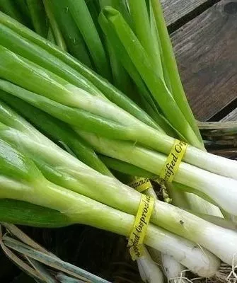 лук Шашлычный