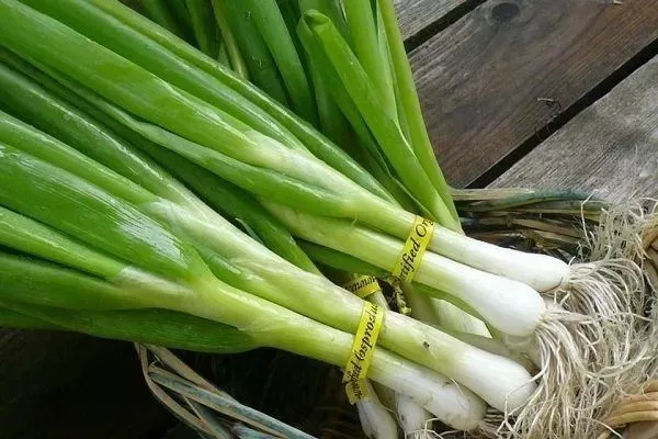 лук Шашлычный