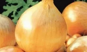 лук шекспир описание сорта