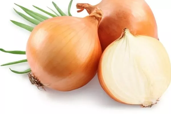 Лук Шекспир_ описание луковицы