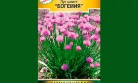 Лук-шнит__Богемия