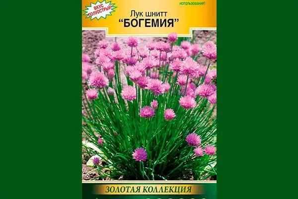 Лук-шнит__Богемия