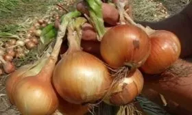 лук Сибирский гигант